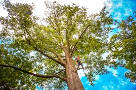 Best Palm Tree Trimming  in Matawan, NJ