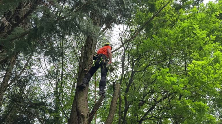 How Our Tree Care Process Works  in  Matawan, NJ