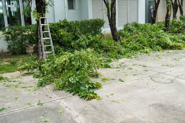 Best Tree Disease Treatment  in Matawan, NJ
