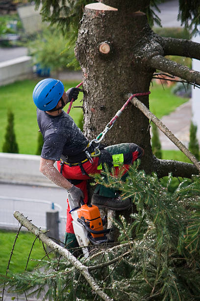  Matawan, NJ Tree Removal Pros