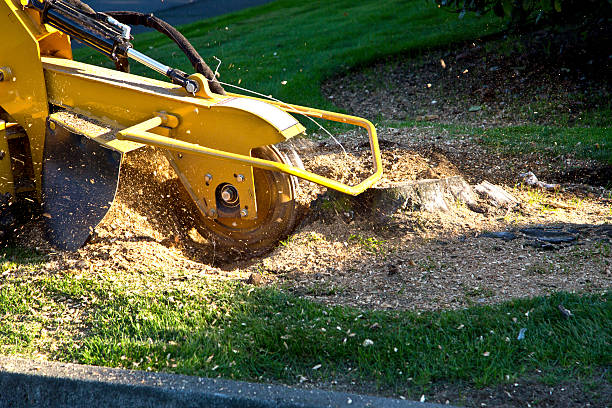 Best Stump Grinding and Removal  in Matawan, NJ