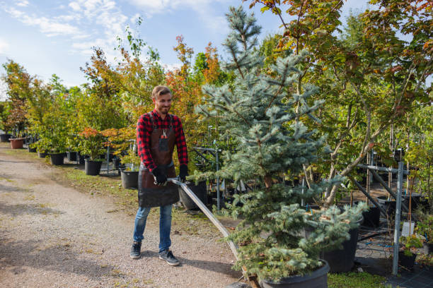 Best Tree Removal  in Matawan, NJ